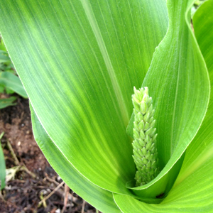 Cornの出穂。